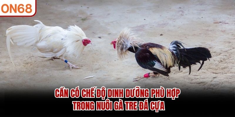 Cần có chế độ dinh dưỡng phù hợp trong nuôi gà tre đá cựa 