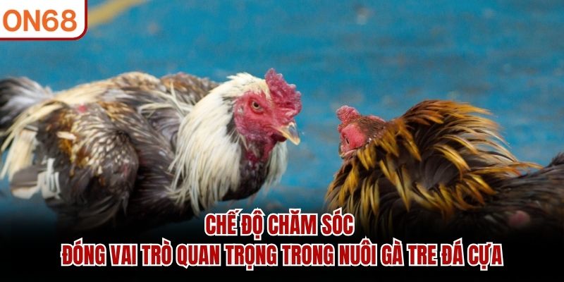 Chế độ chăm sóc đóng vai trò quan trọng trong nuôi gà tre đá cựa 