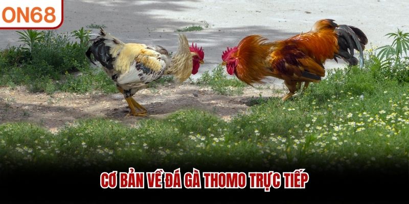 co-ban-ve-da-ga-thomo-truc-tiep