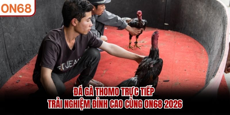 Đá gà thomo trực tiếp