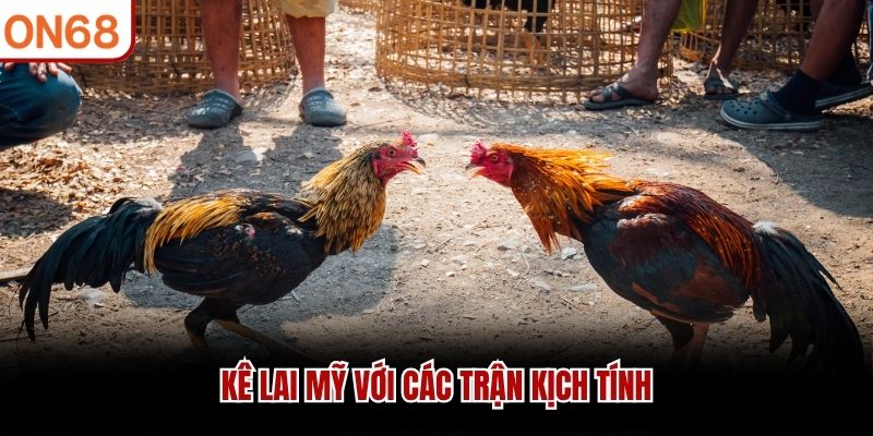 Kê lai Mỹ với các trận kịch tính