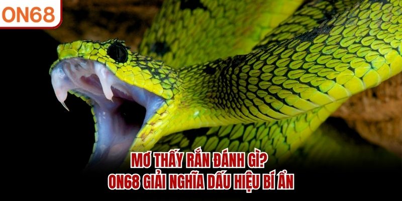 mo-thay-ran-danh-gi-on68-giai-nghia-dau-hieu-bi-an