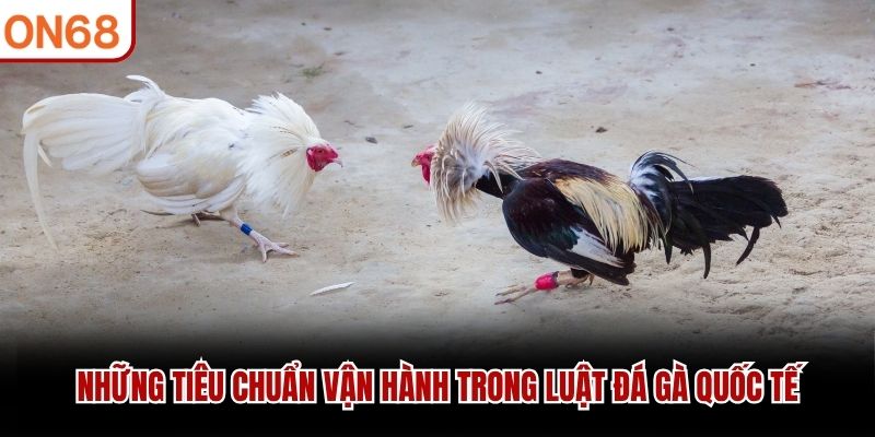 Những tiêu chuẩn vận hành trong luật đá gà quốc tế