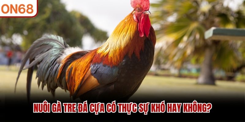Nuôi gà tre đá cựa có thực sự khó hay không?
