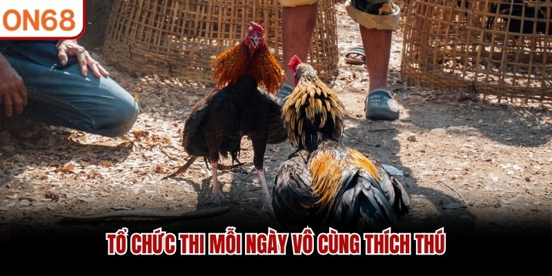 Tổ chức thi mỗi ngày vô cùng thích thú