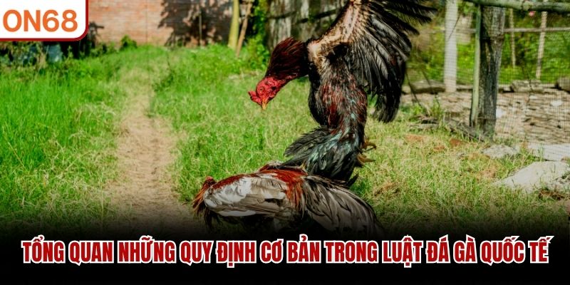 Tổng quan những quy định cơ bản trong luật đá gà quốc tế