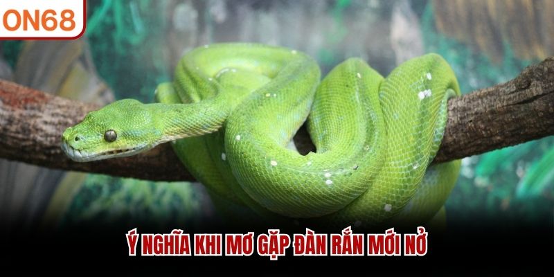 Ý nghĩa khi mơ gặp đàn rắn mới nở